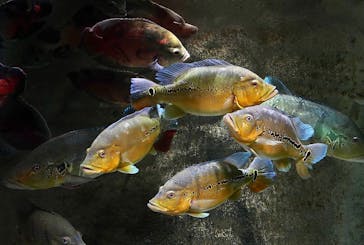 カワスイ 川崎⽔族館に投稿された画像（2023/6/22）