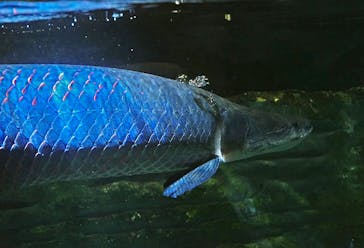 カワスイ 川崎⽔族館に投稿された画像（2023/6/22）