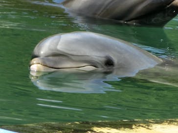 下田海中水族館に投稿された画像（2023/6/22）