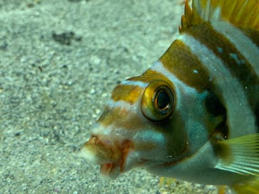 下田海中水族館に投稿された画像（2023/6/22）