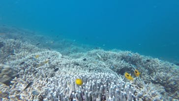 西表島 ADVENTURE PiPi（アドベンチャーピピ）に投稿された画像（2023/6/22）