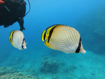 武藤潜水に投稿された画像（2023/6/23）