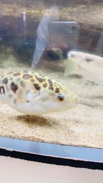 アクアワールド茨城県大洗水族館に投稿された画像（2023/6/23）