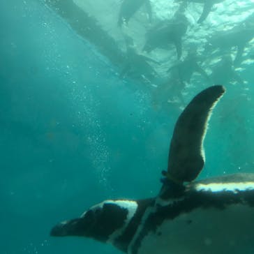 上越市立水族博物館 うみがたりに投稿された画像（2023/6/23）