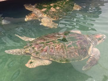 串本海中公園水族館に投稿された画像（2023/6/23）