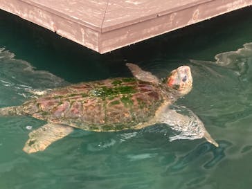 串本海中公園水族館に投稿された画像（2023/6/23）