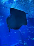 アクアワールド茨城県大洗水族館に投稿された画像（2023/6/23）