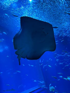 アクアワールド茨城県大洗水族館に投稿された画像（2023/6/23）