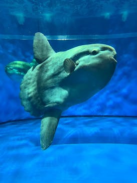 アクアワールド茨城県大洗水族館に投稿された画像（2023/6/23）