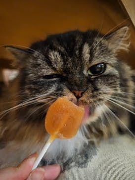 猫カフェモカ　池袋東口店に投稿された画像（2023/6/23）