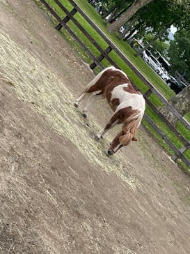 ノーザンホースパークに投稿された画像（2023/6/23）