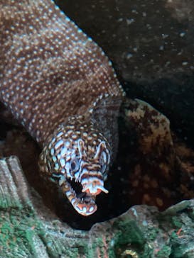 ゼロ距離水族館 伊勢シーパラダイスに投稿された画像（2023/6/23）