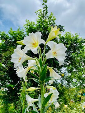 横浜イングリッシュガーデンに投稿された画像（2023/6/24）