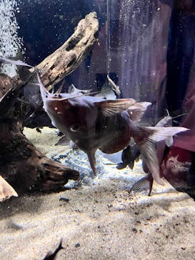 カワスイ 川崎⽔族館に投稿された画像（2023/6/24）