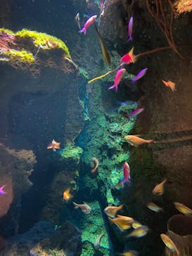 鴨川シーワールドに投稿された画像（2023/6/24）