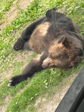 サホロリゾート　ベア･マウンテンに投稿された画像（2023/6/24）