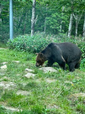 サホロリゾート　ベア･マウンテンに投稿された画像（2023/6/24）