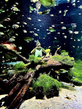 カワスイ 川崎⽔族館に投稿された画像（2023/6/24）