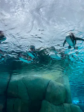 天王寺動物園に投稿された画像（2023/6/24）