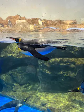 マクセル アクアパーク品川に投稿された画像（2023/6/24）