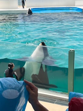 鴨川シーワールドに投稿された画像（2023/6/24）