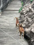 天王寺動物園に投稿された画像（2023/6/24）