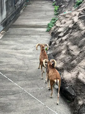 天王寺動物園に投稿された画像（2023/6/24）