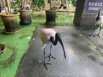 ネオパークオキナワに投稿された画像（2023/6/24）