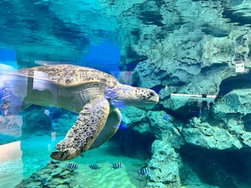名古屋港水族館に投稿された画像（2023/6/24）
