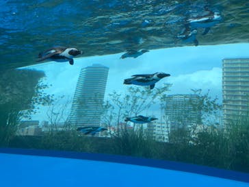 サンシャイン水族館に投稿された画像（2023/6/24）