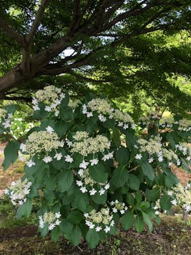 とっとり花回廊に投稿された画像（2023/6/24）