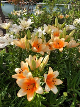 とっとり花回廊に投稿された画像（2023/6/24）