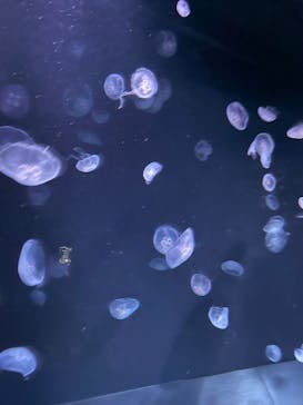 サンシャイン水族館に投稿された画像（2023/6/24）