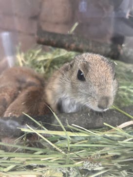 那須どうぶつ王国に投稿された画像（2023/6/24）