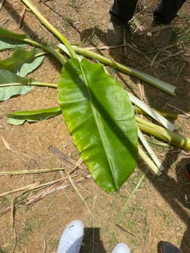 オルタナティブファーム宮古に投稿された画像（2023/6/24）