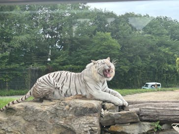 群馬サファリパークに投稿された画像（2023/6/24）