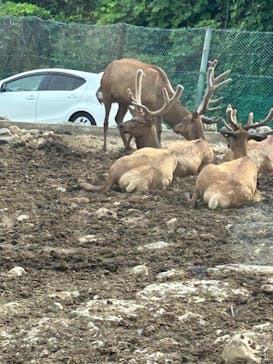 群馬サファリパークに投稿された画像（2023/6/24）