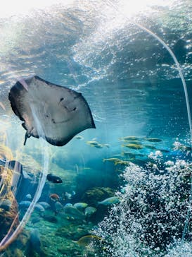 新江ノ島水族館に投稿された画像（2023/6/24）