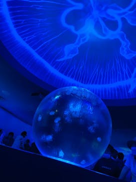 新江ノ島水族館に投稿された画像（2023/6/24）