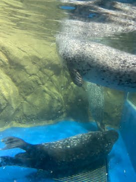 新江ノ島水族館に投稿された画像（2023/6/24）