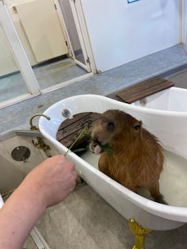 アニタッチみなとみらいに投稿された画像（2023/6/24）