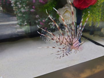 アクアワールド茨城県大洗水族館に投稿された画像（2023/6/24）