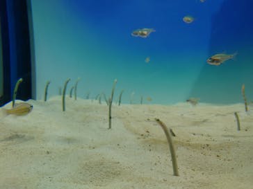 アクアワールド茨城県大洗水族館に投稿された画像（2023/6/24）