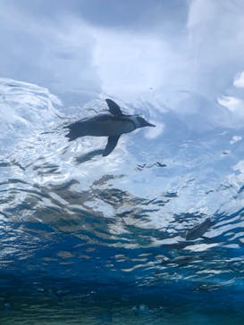 サンシャイン水族館に投稿された画像（2023/6/24）