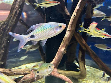 カワスイ 川崎⽔族館に投稿された画像（2023/6/24）