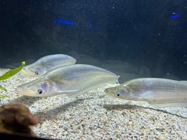 カワスイ 川崎⽔族館に投稿された画像（2023/6/24）