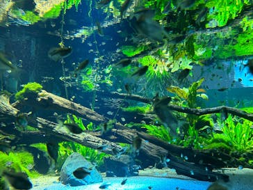 カワスイ 川崎⽔族館に投稿された画像（2023/6/24）