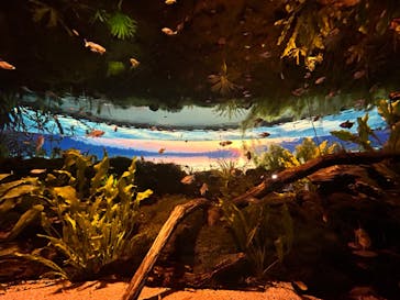 カワスイ 川崎⽔族館に投稿された画像（2023/6/24）