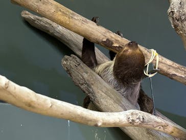 カワスイ 川崎⽔族館に投稿された画像（2023/6/24）