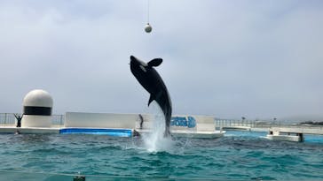 鴨川シーワールドに投稿された画像（2023/6/24）